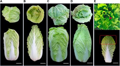 Comparative transcriptome analysis provides insights into molecular pathway and genes associated with head-type formation and phenotypic divergence in Chinese cabbage